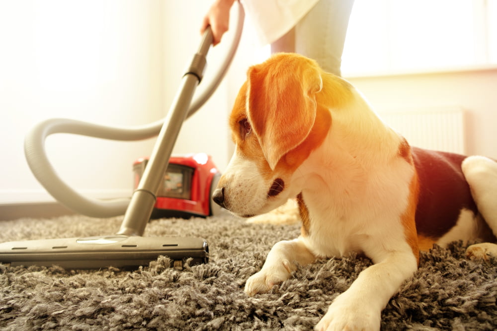 How do you keep your house clean when you have pets?