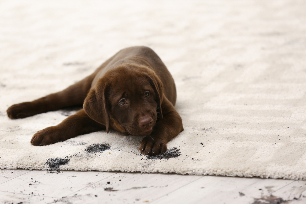 Pet-Stain-Removal-Explained