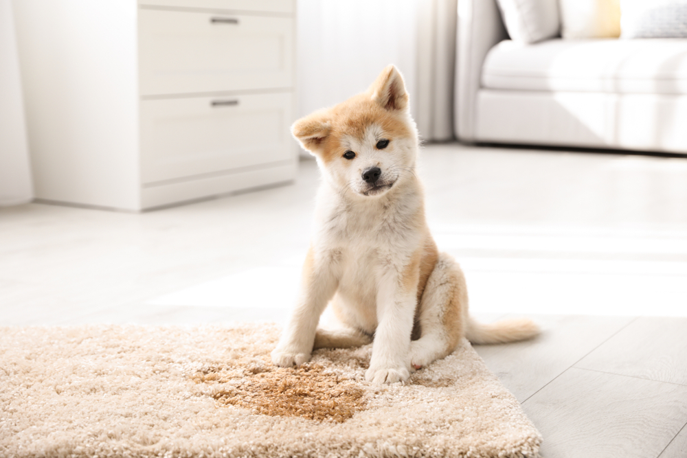 The-Ultimate-Guide-to-Stain-Removal-for-Pet-Owners